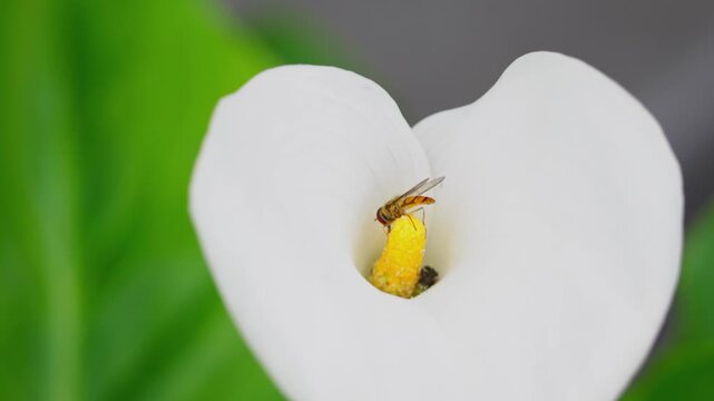 Insect gathering pollen from a large white lilly flower in summer. Hornet fly collecting nectar