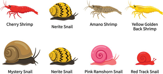 Freshwater Aquarium Shrimp and Snail Species Vector Set Featuring Cherry Amano Golden Back Nerite Mystery and Ramshorn Illustrations © Ruhul