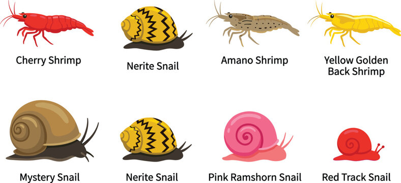 Freshwater Aquarium Shrimp and Snail Species Vector Set Featuring Cherry Amano Golden Back Nerite Mystery and Ramshorn Illustrations