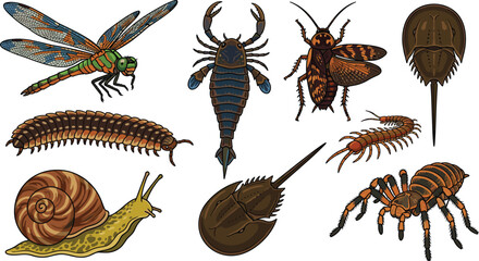 Prehistoric and Ancient Invertebrate Species Vector Illustration Set Featuring Meganeura Eurypterid Arthropleura Horseshoe Crab Land Snail and Primitive Spider © Ruhul