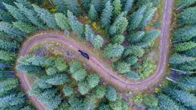Bird's-eye view of a winding dirt road through a dense forest with a horse