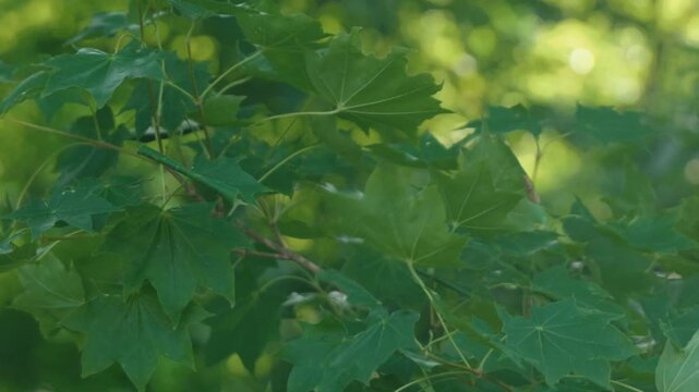Sunlight streaming through green twigs
