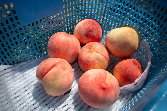 Fresh Peaches In Blue Harvest Basket