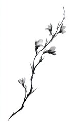 Obraz premium Delicate black-and-white floral branch isolated on a clean white background.