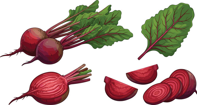 Fresh beetroot vector set with whole raw beets green leaves half cut and sliced root vegetables for organic food cooking recipe graphic design elements