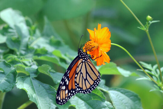 Monarch butterfly on orange bloom