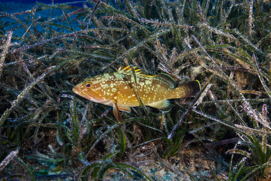 Dusky Mediterranean grouper