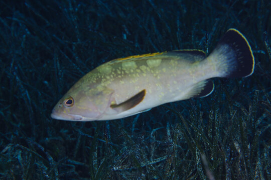 Dusky Mediterranean grouper