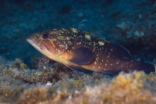 Dusky Mediterranean grouper