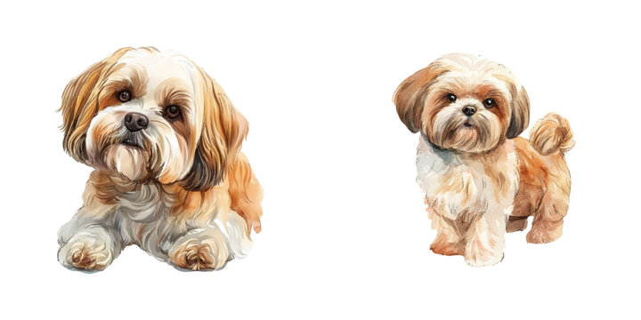 shih tzu watercolor vector illustration
