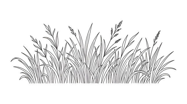Simple grass vector with elegant botanical line art design