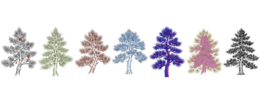 Pine tree set. Vintage etching illustration. Nature and forest theme. Ideal for t-shirt design. Suitable for stickers and posters.