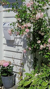 Vertical shot of a white wooden house wall decorated with a blooming pink climbing rose bush and a white mailbox, with hydrangea flowers in a pot, Stavanger, Norway.
