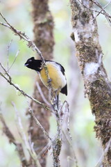 Obraz premium King of Saxony bird-of-paradise (Pteridophora alberti) is a bird in the bird-of-paradise family (Paradisaeidae). This photo was taken in Mt.Hagen, Papua New Guinea.