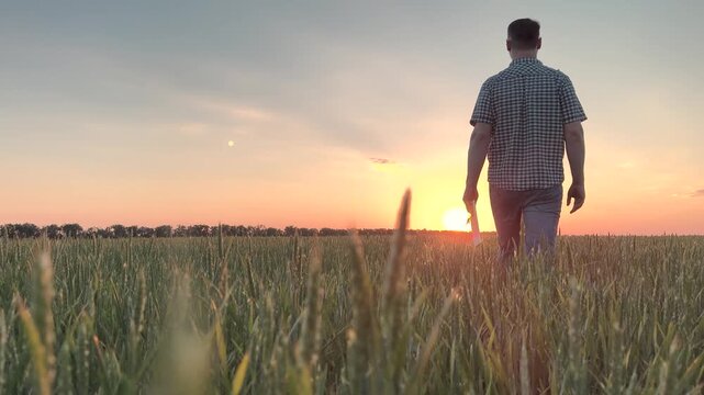 Male farmer walks through wheat field at dawn, sunset. Back of businessman man, entrepreneur farmer walking on wheat farm, checking crop, controlling harvest, assessing health of growing wheat.