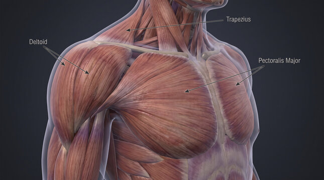 3D medical illustration of the human upper body muscular system with labels for deltoid, trapezius, and pectoralis major.