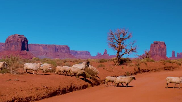 Monument Valley Flock of Sheep Crossing the Desert in Navajo Tribal Park, Arizona
