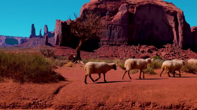 Monument Valley Flock of Sheep Crossing the Desert in Navajo Tribal Park, Arizona