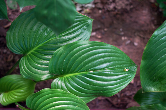 Glossy green plant leaves with prominent parallel veins on soil background
