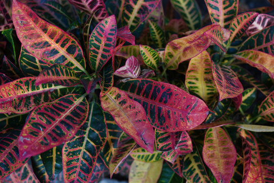 Vibrant Variegated Croton Foliage with Colorful Red Green Yellow Patterns