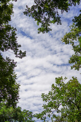 Fototapeta premium Tree Branches Frame Blue Sky With Scattered White Clouds