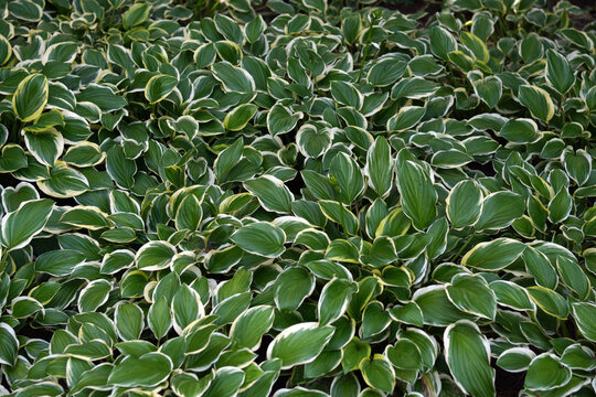 Dense ground cover of variegated hosta leaves spreading closely