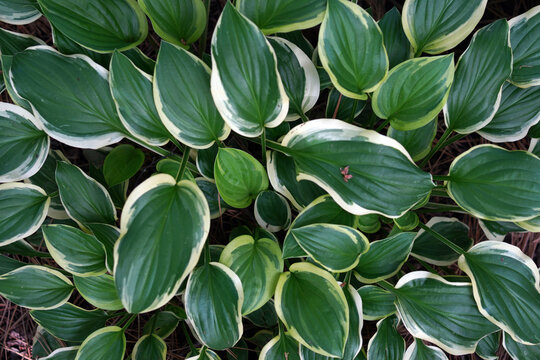 Variegated Hosta Plant Leaves With White Edge Details