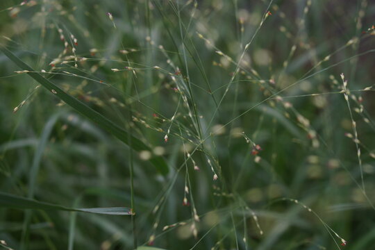 Delicate Wild Grass with Fine Seed Heads in Natural Setting