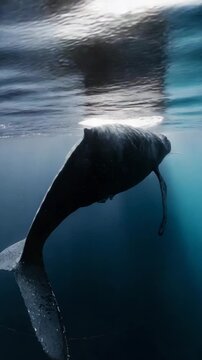 Humpback whale swimming ,4K