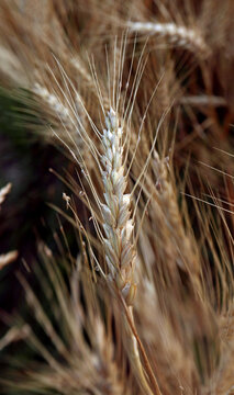 Close-up photo of natural wheat in a field, morning Sunlight.