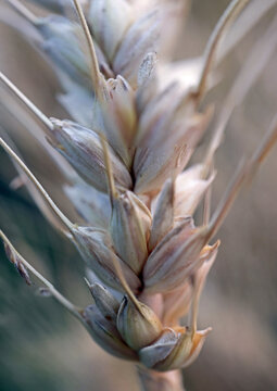 Close-up photo of natural wheat in a field, morning Sunlight.