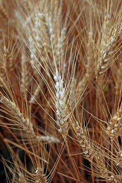 Close-up photo of natural wheat in a field, morning Sunlight.