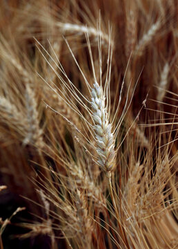 Close-up photo of natural wheat in a field, morning Sunlight.
