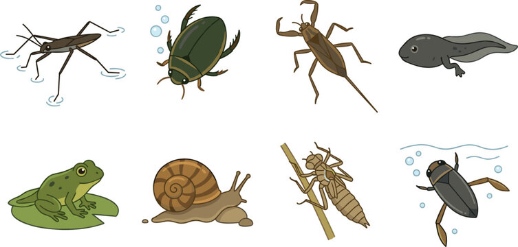 Aquatic Insect and Pond Life Vector Icon Set Featuring Water Strider, Diving Beetle, Tadpole, Frog, and Snail for Wildlife Designs