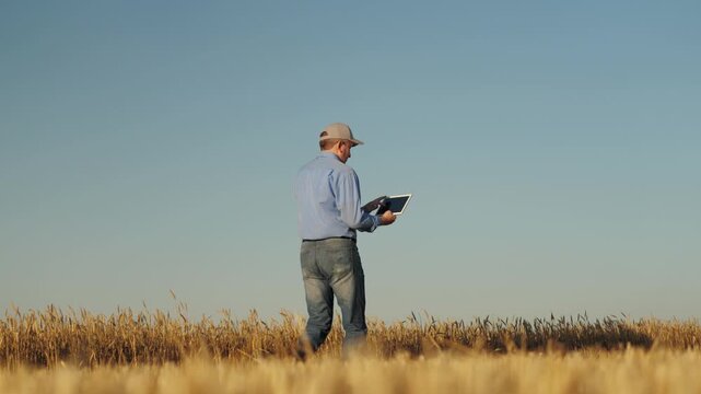 man wearing blue shirt jeans walking through field. He holding tablet hand, sustainable farming, Enhancing wheat yield with data-driven insights, Innovative farming tablet technology, Monitoring crop