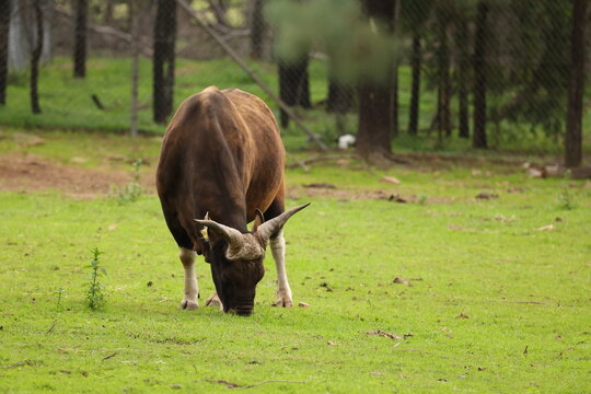 Banteng Bull Grazing on Green Grass in Open Zoo Enclosure