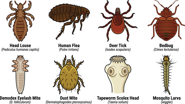 Parasite and Pest Vector Icon Set Featuring Head Louse, Bedbug, Human Flea, and Deer Tick for Medical Education