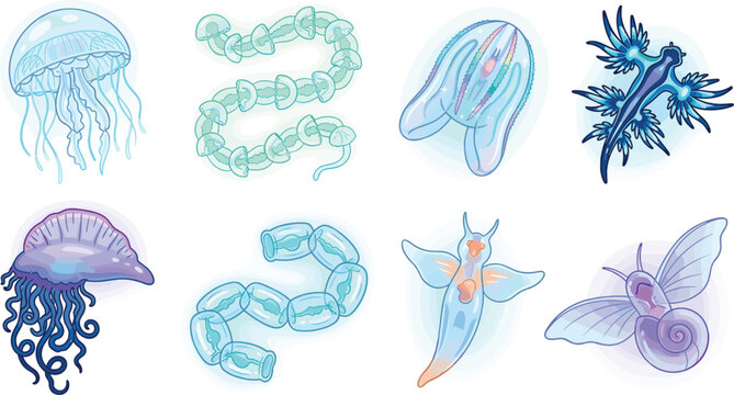 Transparent Marine Plankton Vector Icon Set Featuring Jellyfish, Portuguese Man o War, Sea Angel, and Nudibranch for Ocean Designs