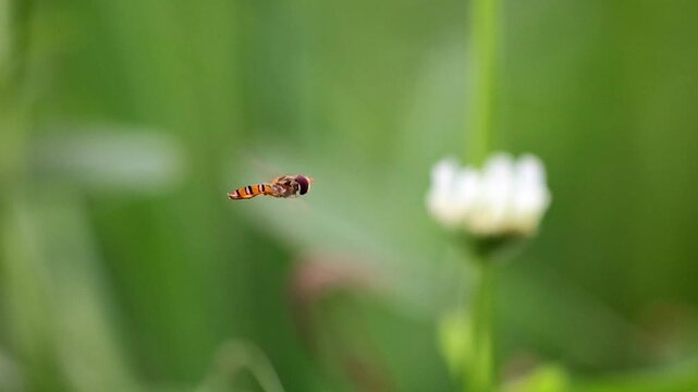 Lush and vivid shot of hoverfly Insect Hovering and Flying Near Spring Flowers 180fps Captured in Cinematic High Detail Footage