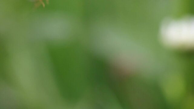 Striking cinematic view of hoverfly Insect Hovering and Flying Near Spring Flowers 180fps Captured in Cinematic High Detail Footage