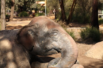Fototapeta premium Close Up Profile of a Realistic Elephant Statue in a Park