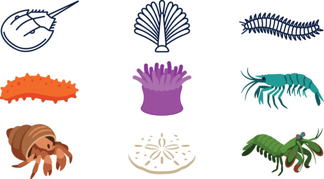 Marine Invertebrate Collection Featuring Horseshoe Crab, Sea Cucumber, Sea Anemone, Hermit Crab, Shrimp, Sand Dollar, and Bristle Worm Vector Set