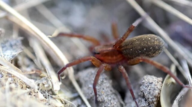 Pristine clear view of macro detail of African ground spider creeping on surface 180fps Captured in Cinematic High Detail Footage