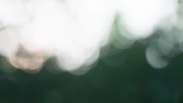 Sunlight streaming through green twigs