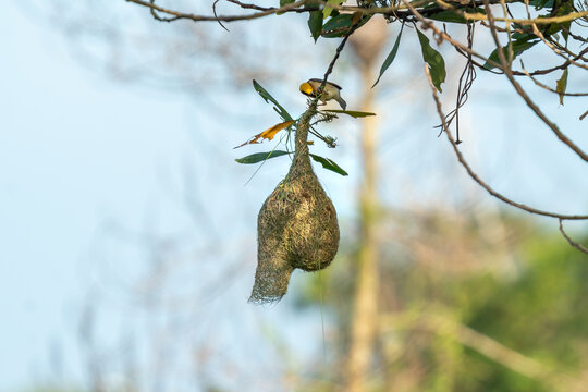 Baya Weaver Bird Building Intricate Hanging Nest in Tropical Tree