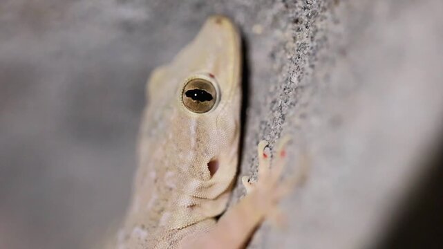 Superb close up on macro detail of common house gecko lizard looking at camera 180fps Captured in Cinematic High Detail Footage