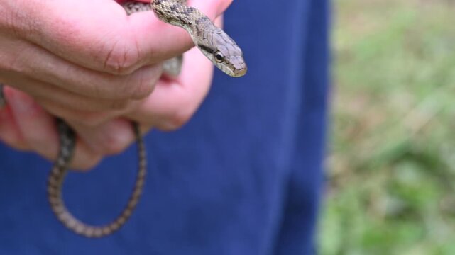 手に持たれたアオダイショウのアップ
