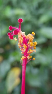 Extreme macro photography of a red hibiscus flower stamen covered in yellow pollen grains with a soft bokeh background.