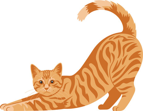 Orange cat vector on white background.