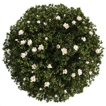 Lush gardenia bush top view.